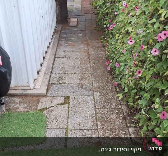שביל מרוצף עם פרחים ורודים וגדר חיה